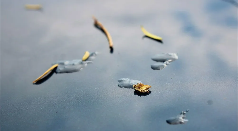 Pine needles and drops of tree sap on the dark blue paint of a car hood